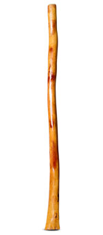 Gloss Finish Flared Didgeridoo (TW1411)